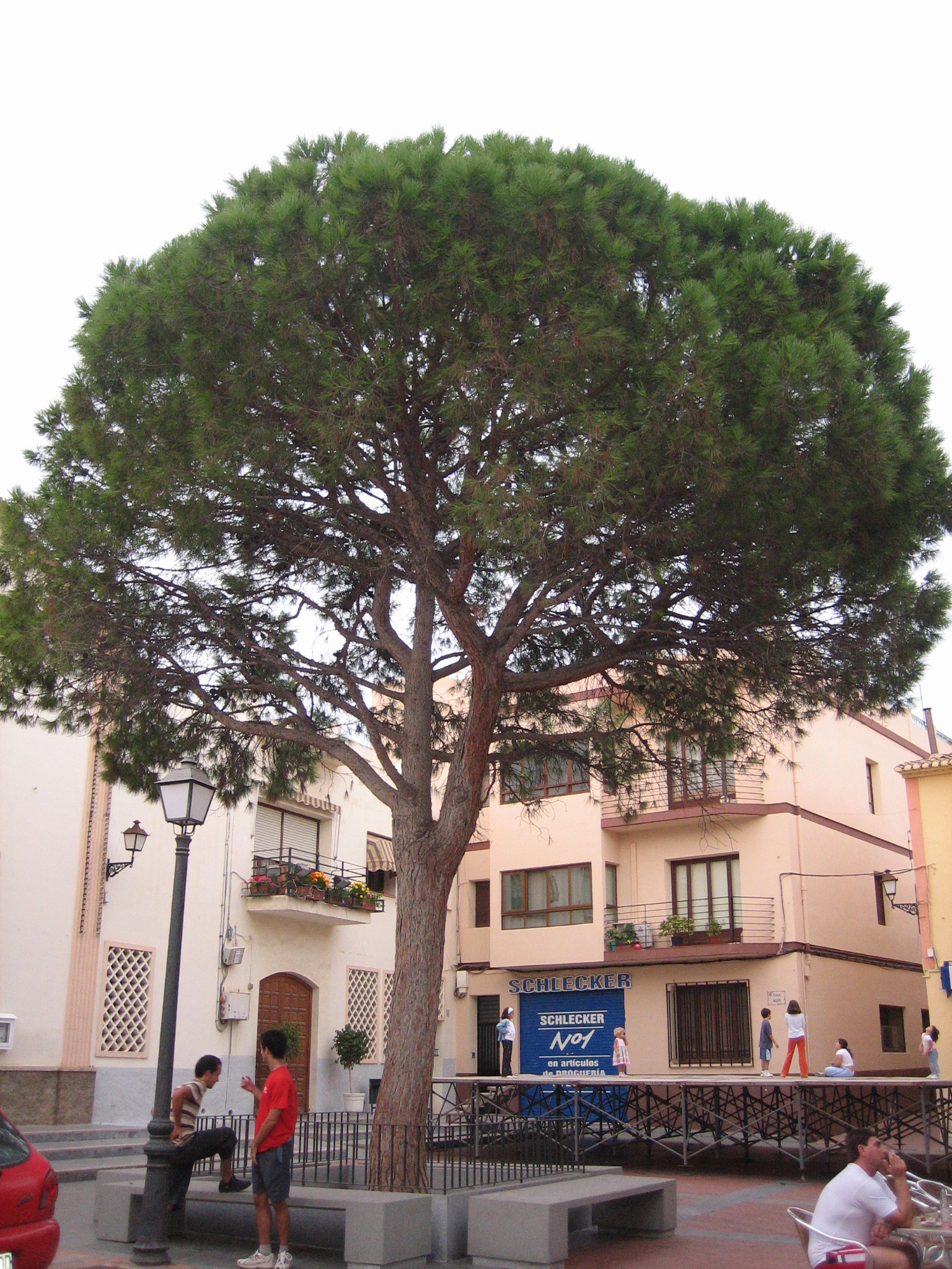 Plaza Mayor de Alfaz del Pi con el pino característico