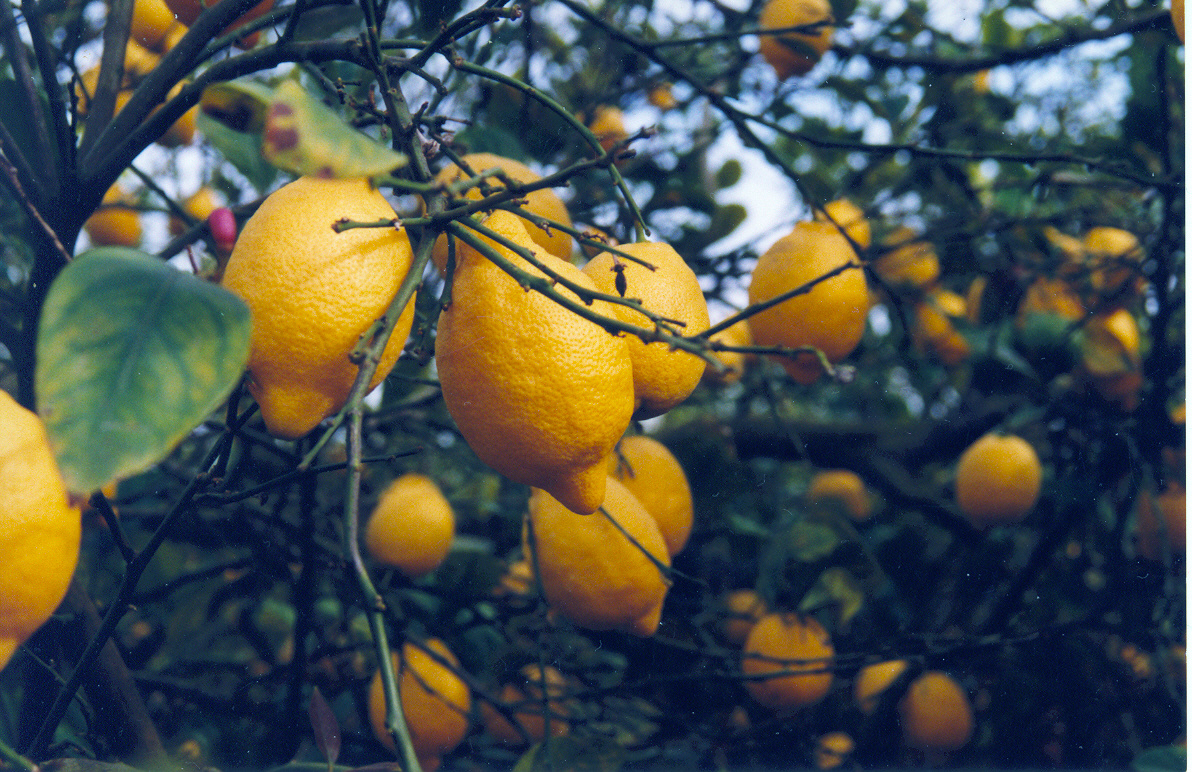 Huerto de limones en Benejúzar