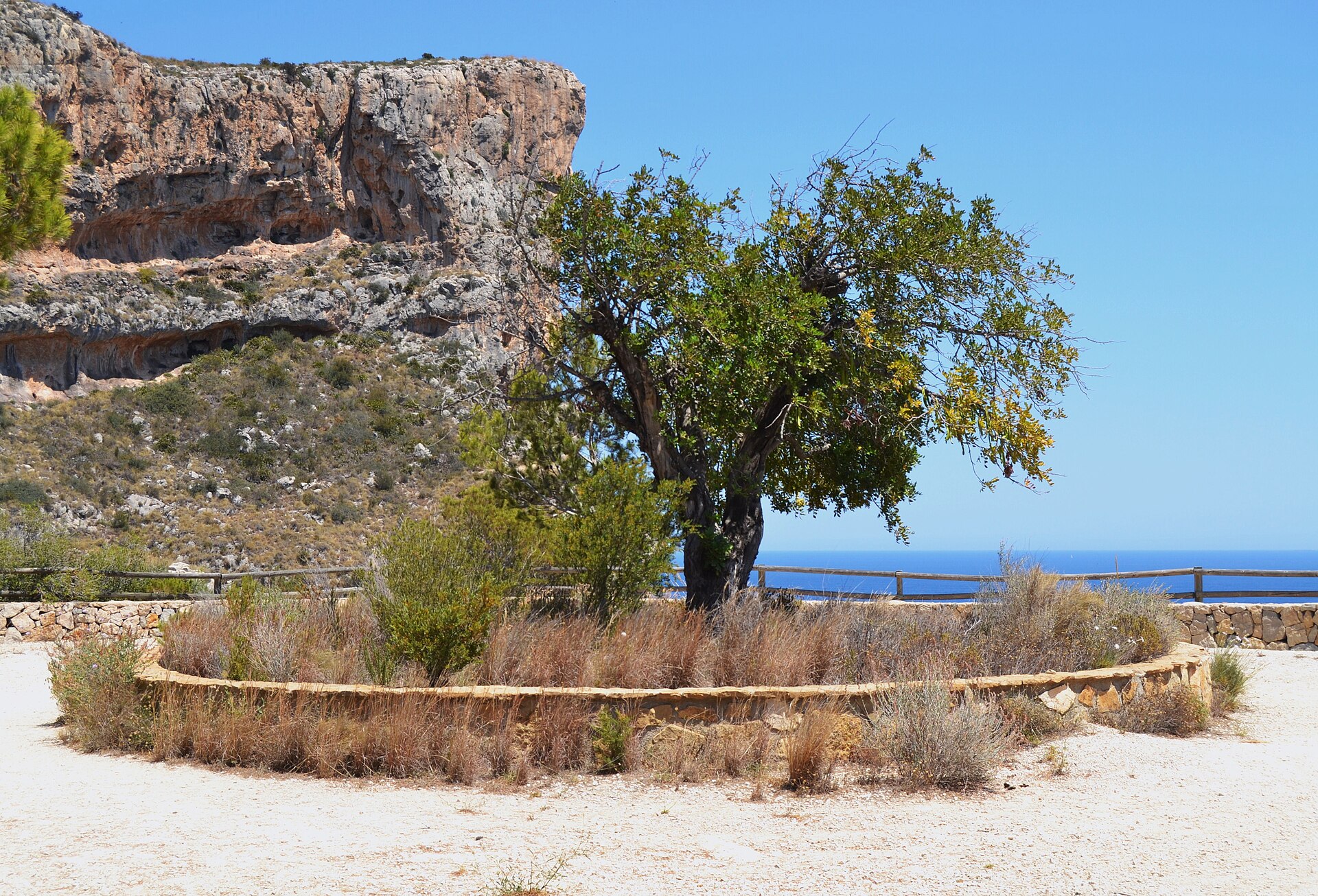 Mirador amb arbre i penya-segat a El Poble Nou de Benitatxell