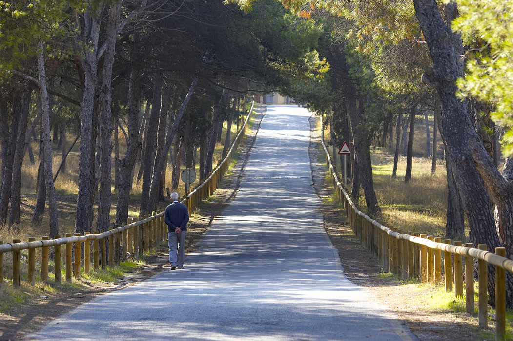 Camí entre pins a La Pinada, Guardamar del Segura