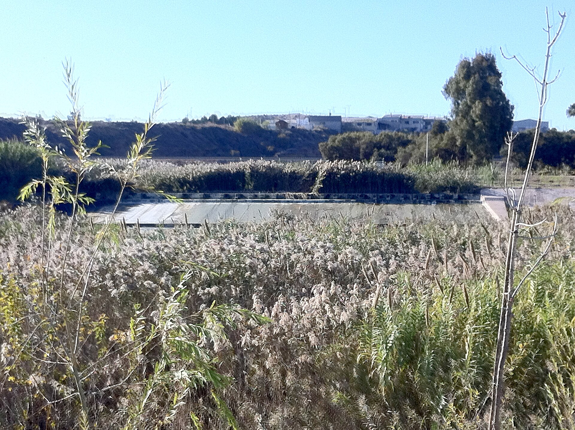 Javalí Nuevo, zona de contraparada y carrizal junto al cauce
