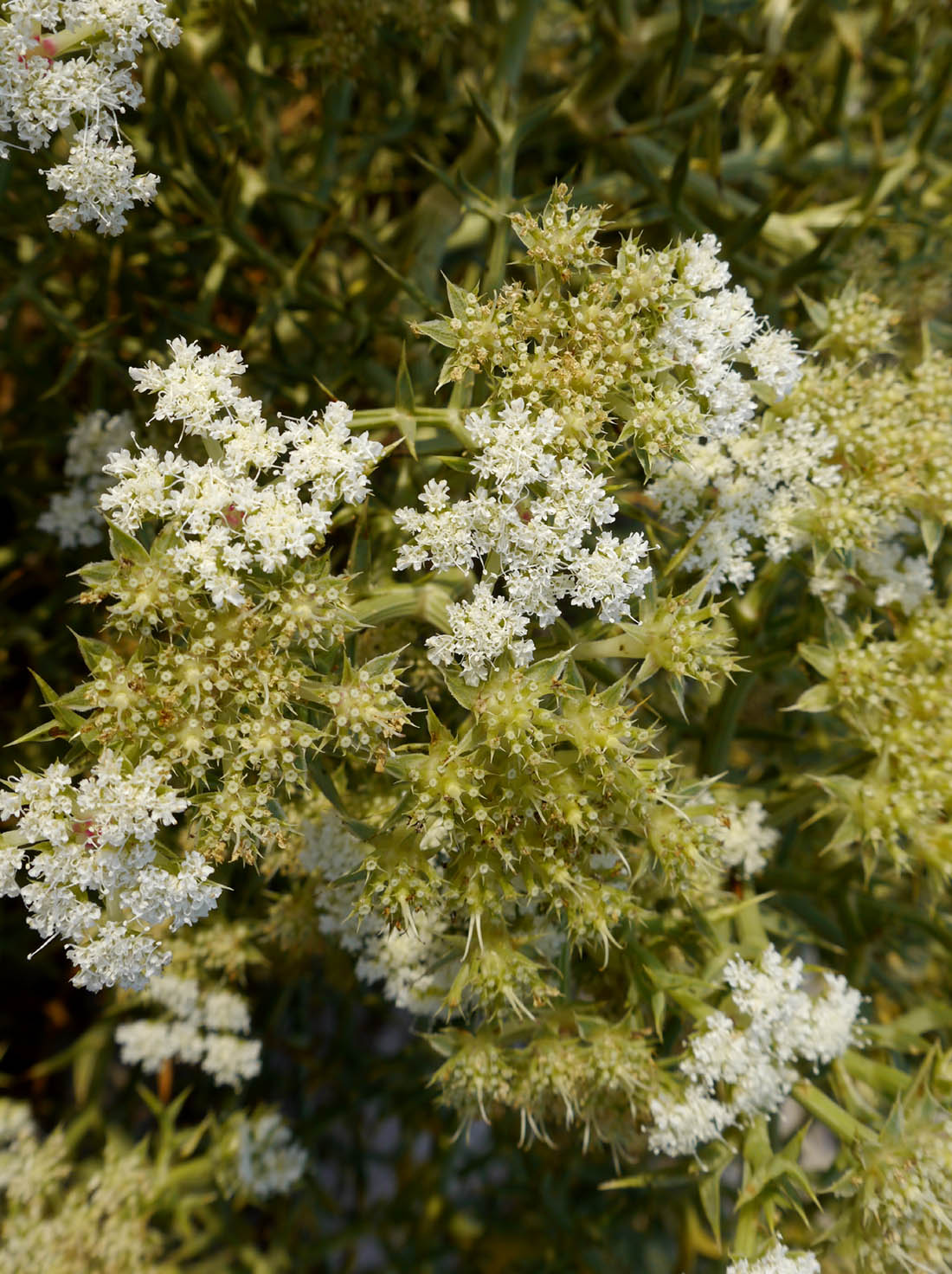 Detalle de Zahanoria marítima (Echinophora spinosa) en La Manga del Mar Menor