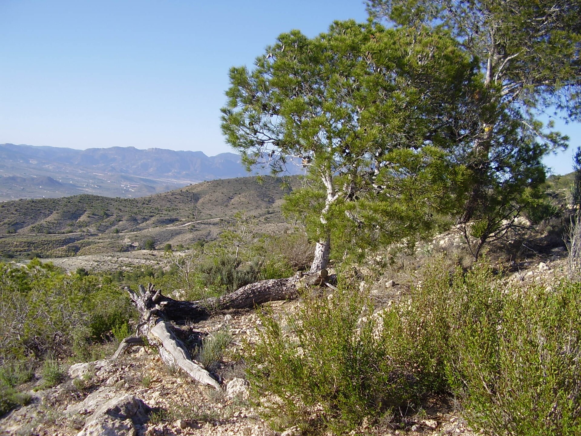 Paisaje de monte y pino en término de Monforte del Cid