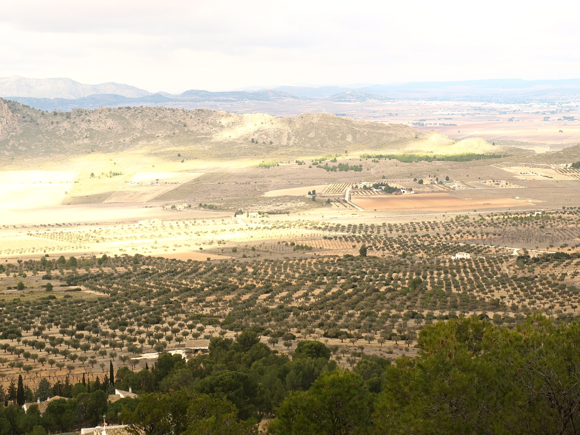 Sierras y campos de olivos desde la Sierra de Salinas (Yecla)