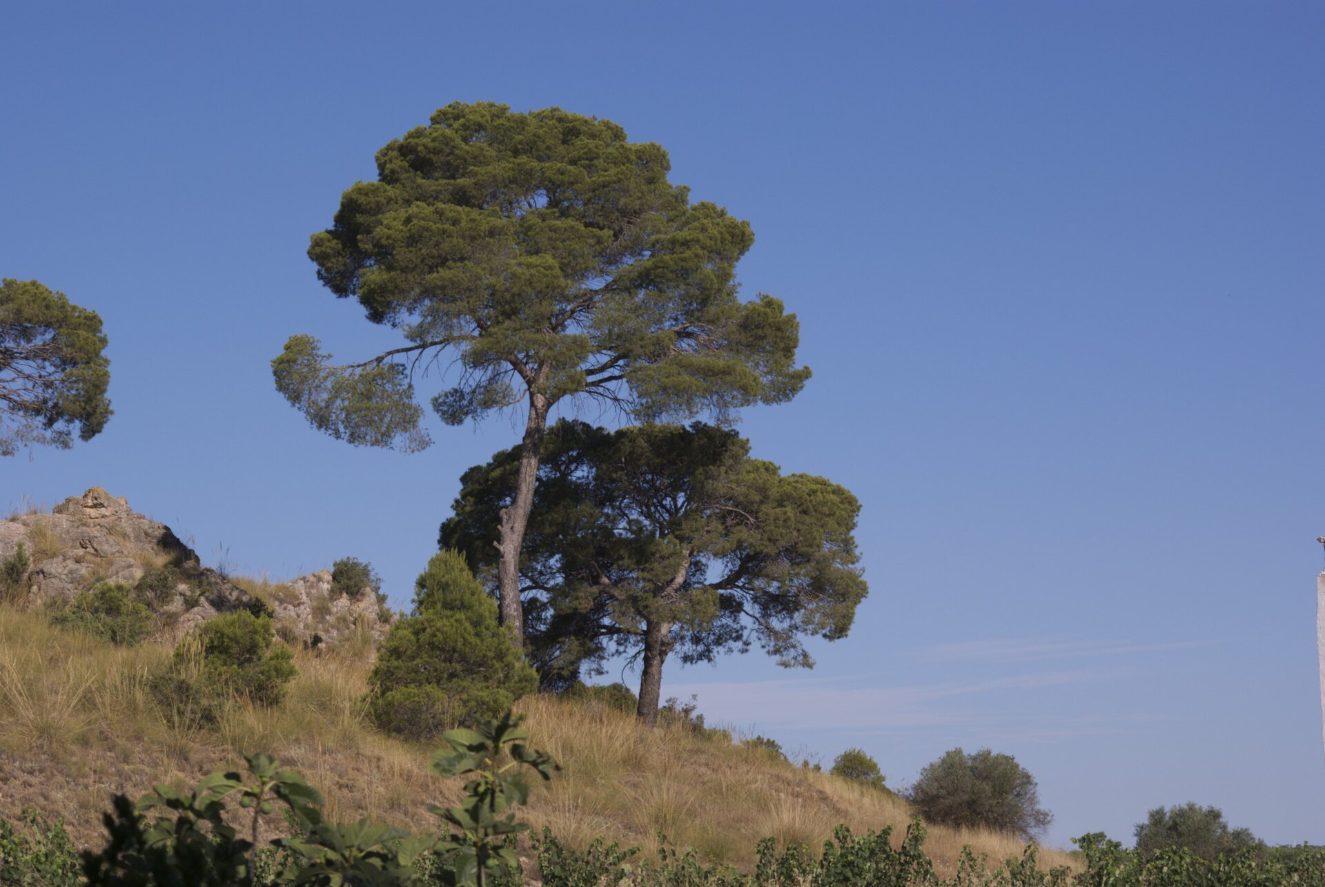 Pinar y laderas en los campos de Yecla